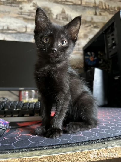 Котята