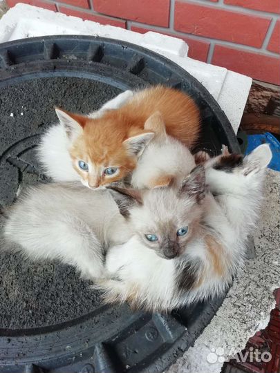 Котята в добрые руки бесплатно