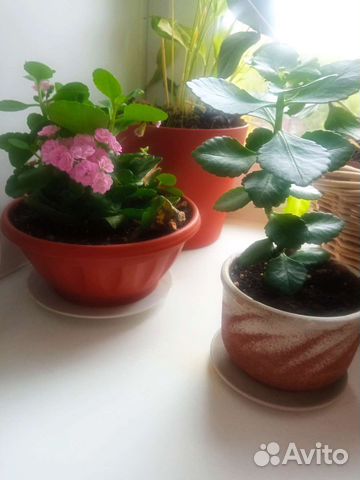 Каланхоэ оранжевый