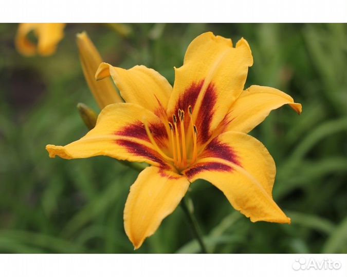 Лилейник Bonanza