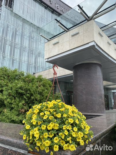 Неукорененные черенки калибрахоа