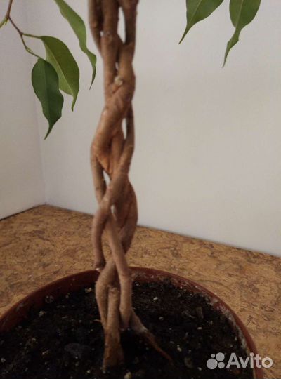 Фикус Бенджамина, плетёный ствол