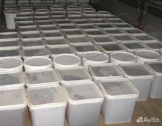 Луговой мед оптом с Алтая