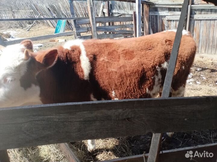 Бык и тёлочка