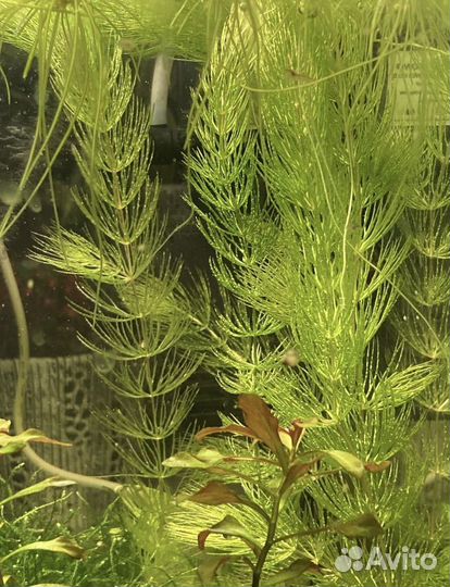 Рыбки гуппи Эндлера, теодоксусы