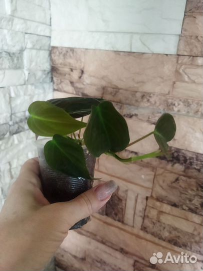 Филодендрон миканс