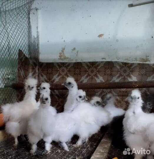 Цыплята декоративных пород