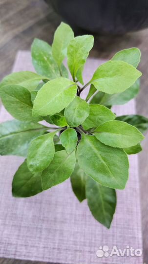 Джинура листья бога