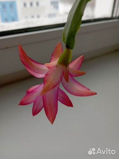 Цветок декабрист в горшочке Молодой Розовый