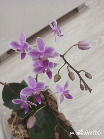 Орхидея Эквестрис
