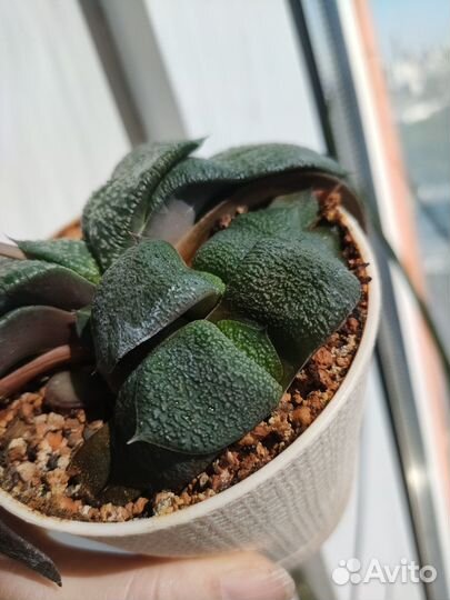 Гастерия Армстронга