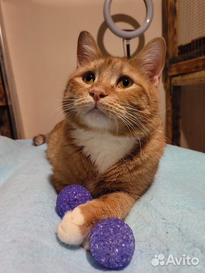 Кому самого лучшего рыжего кота в дом. 1 год
