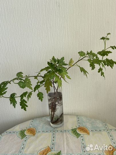 Хризантема комнатная белая и желтая