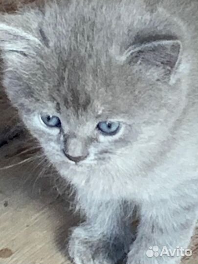 Котенок девочка бесплатно
