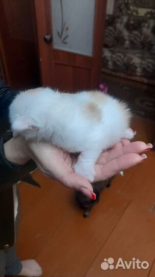 Котенок