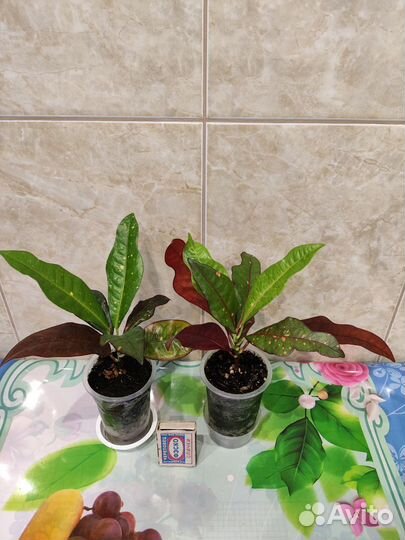 Кодиеум кротон