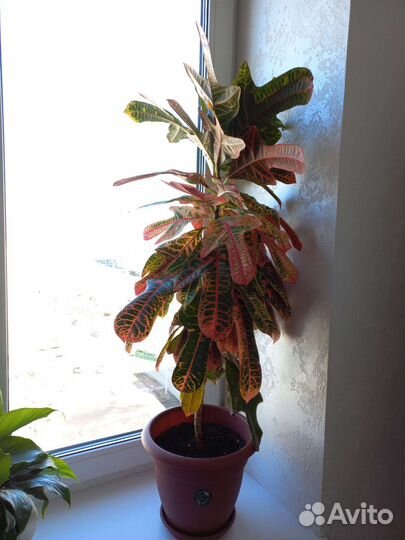 Комнатные цветы кротон