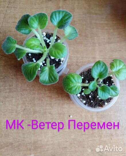 Сортовые фиалки