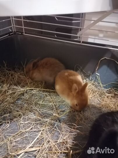 Декоративные кролики