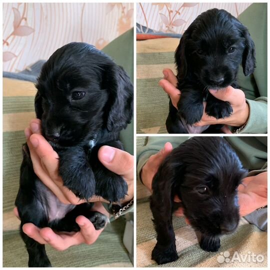Английский кокер спаниель