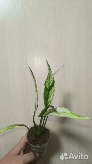 Спатифиллум Сноу кап