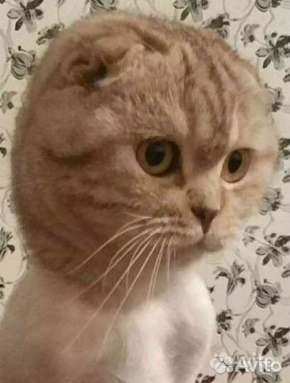 Ветеринарный врач на дом, онлайн консультации