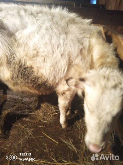 Продам телку