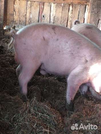 Домашние животные