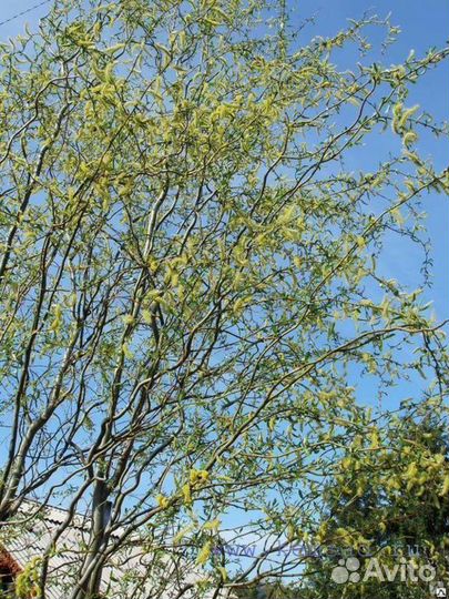 Ива Свердловская Извилистая-2