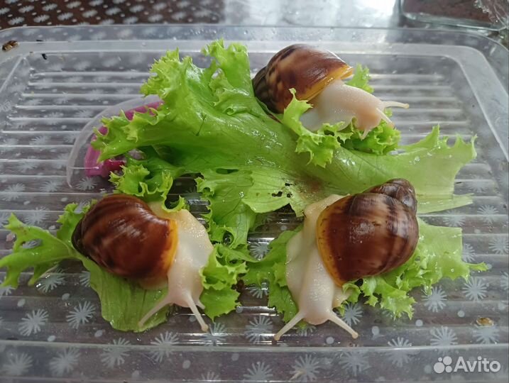 Улитята архахатины Бенин