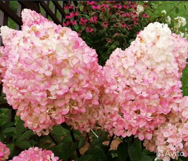 Гортензия Megical candles