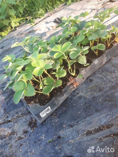 Саженцы плодово-ягодных культур