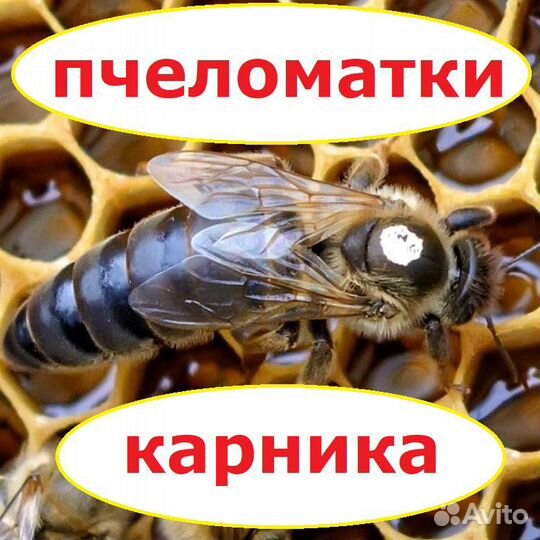 Плодные Пчеломатки Карника матки 2023