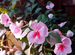 Бальзамин Уоллера японский бело розовый