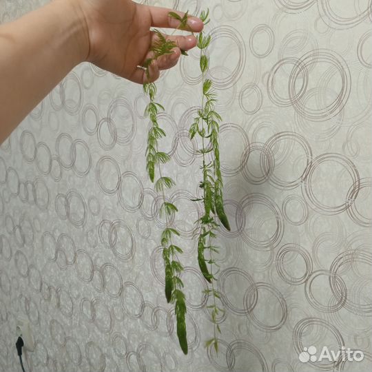 Аквариумные растения