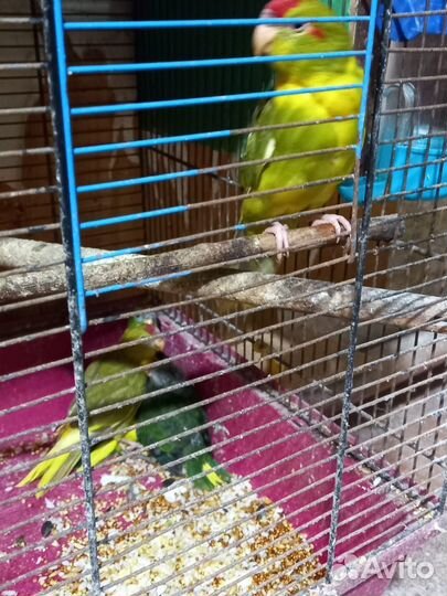 Попугай Какарик