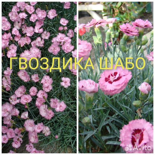 Гвоздика Шабо, Буквица, Герань садовая