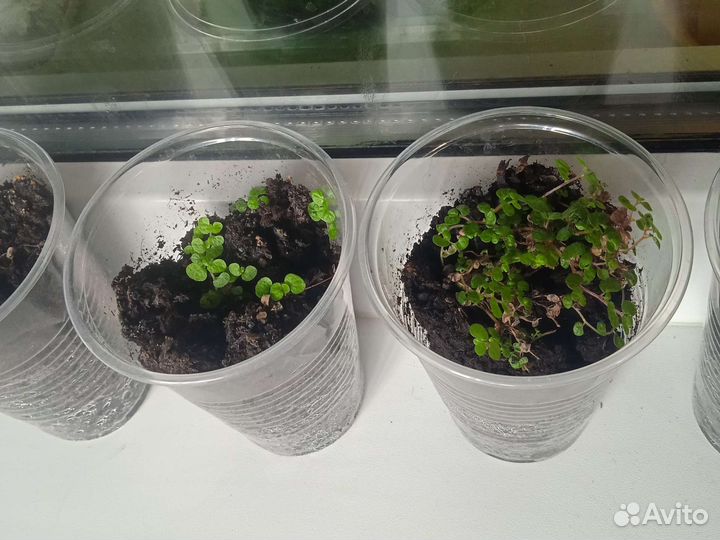 Солейролия