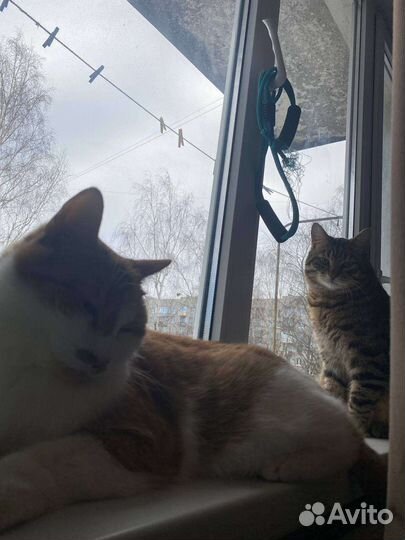 Коты Адольф и Русеил в добрые руки