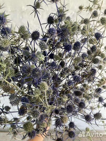 Синеголовник Сухоцвет