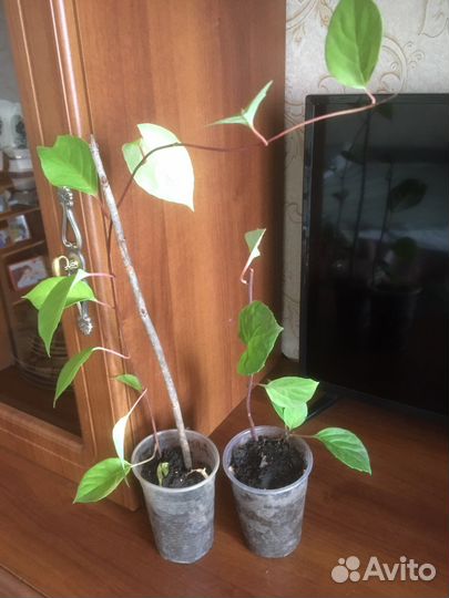 Лимонник китайский