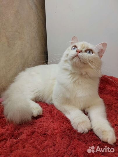 Британский котик