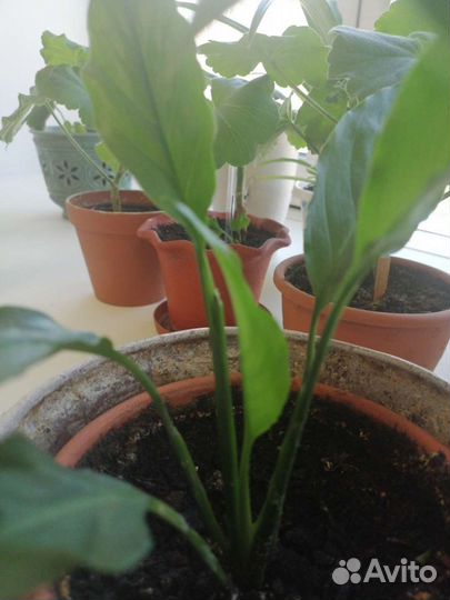 Спатифиллум