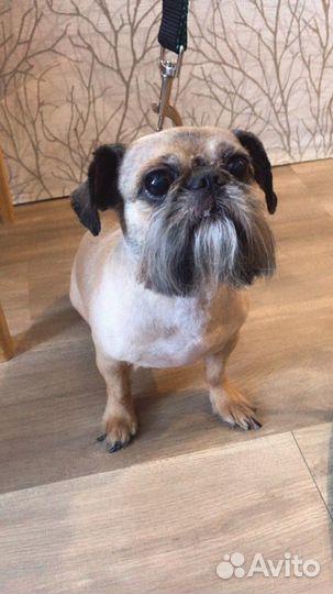 Стрижка кошек и собак