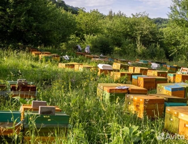 Натуральный мёд в сотах минирамки 2024 (оптом)