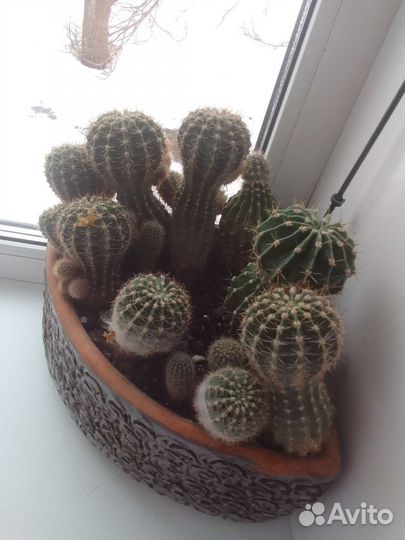 Кактусы и суккуленты