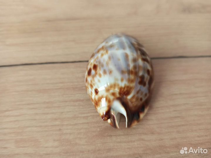 Морская раковина