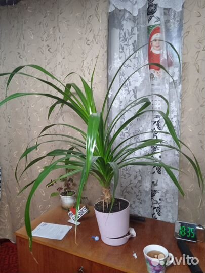 Комнатные цветы