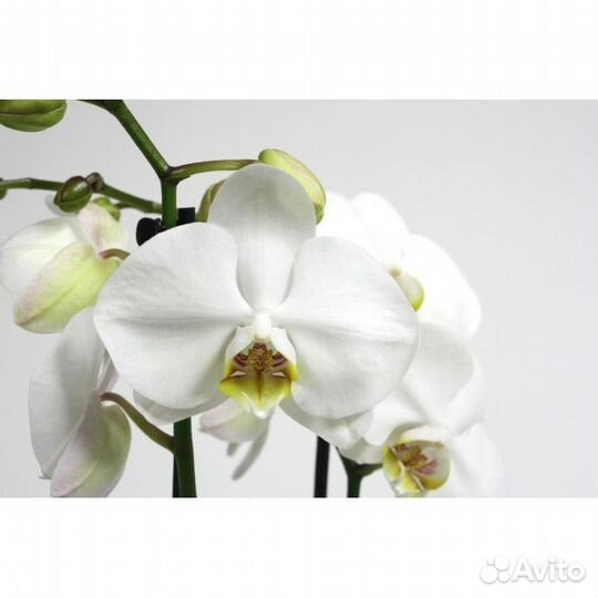 Сортовые Орхидеи отцветашки
