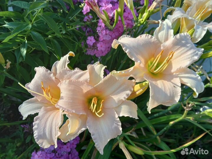 Многолетние растения